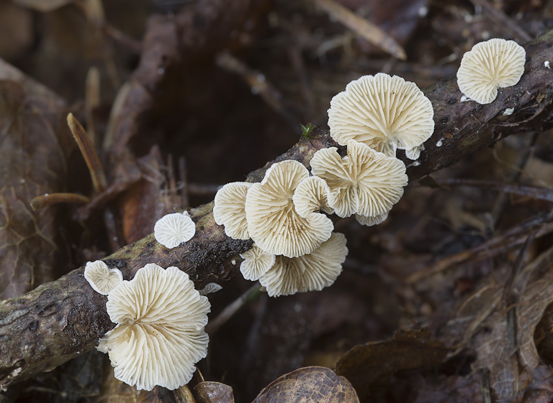 Crepidotus epibryus